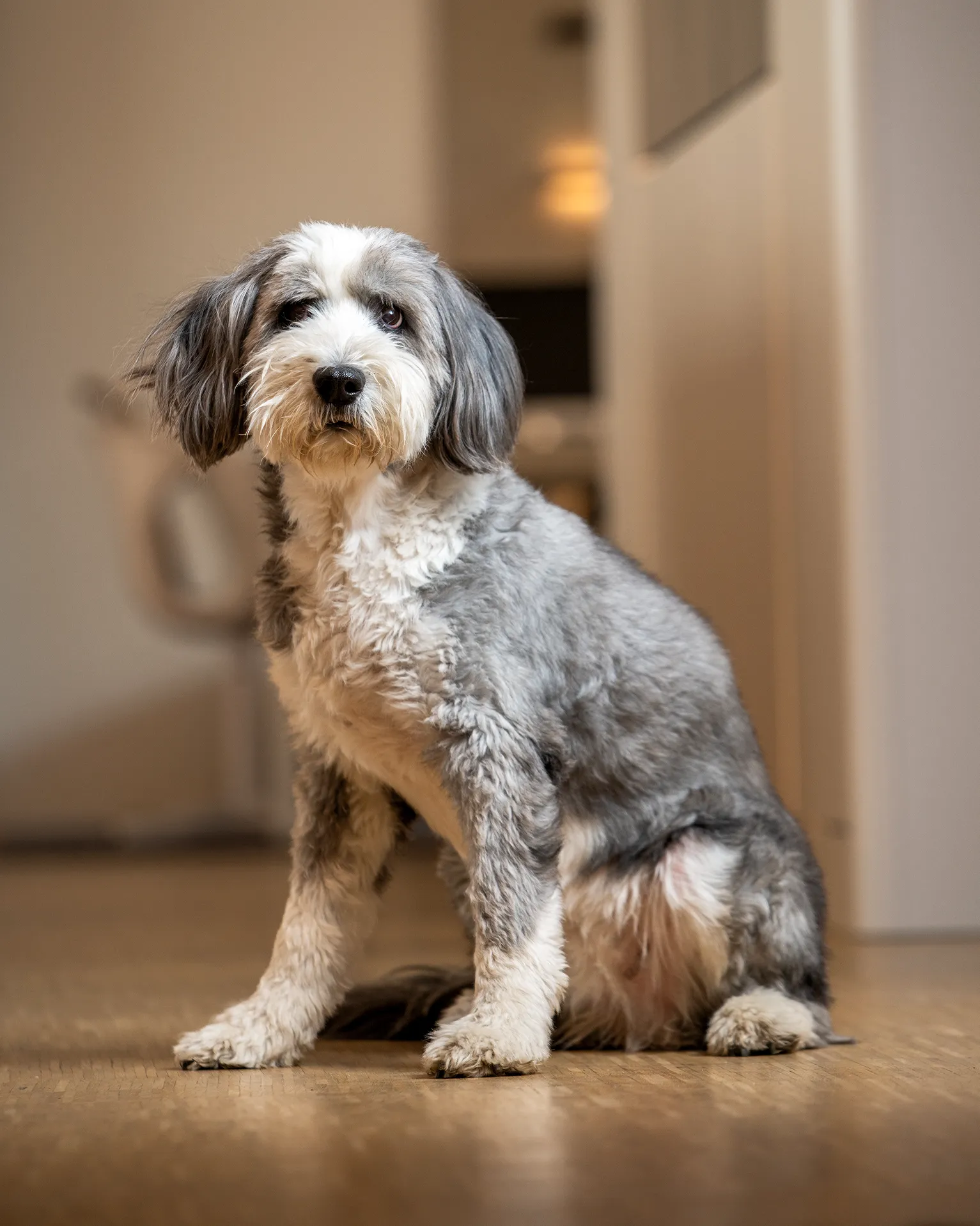 wallraf-dog Fritzi